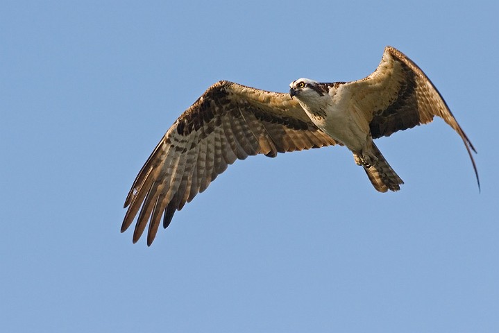 Fischadler Pandion haliaetus Osprey 